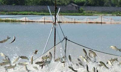 魚塘監(jiān)控安裝過程中，應該選擇紅外攝像頭還是全彩攝像頭