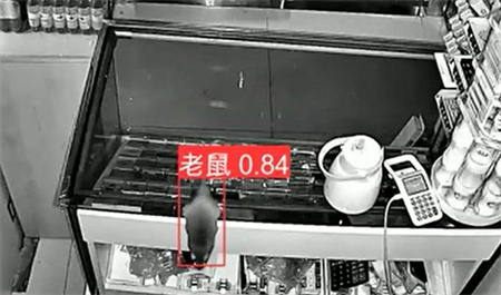 AI視頻監(jiān)控能拍到老鼠？老鼠監(jiān)控算法說(shuō)可以